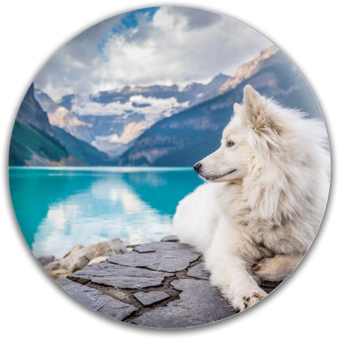 Design #64564 (Animals)