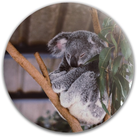 Design #64566 (Animals)