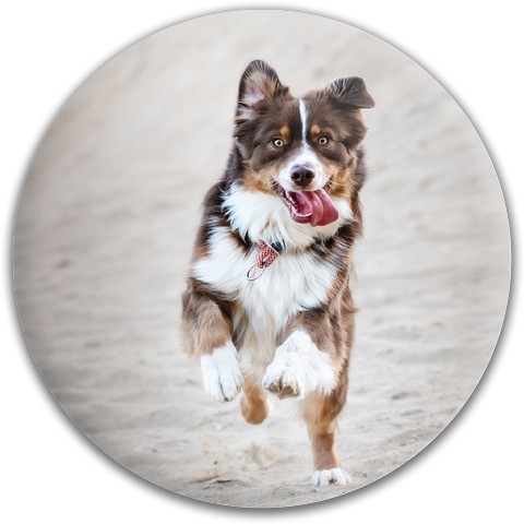 Animal disc