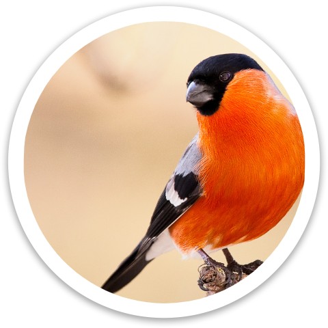 Bullfinch