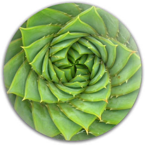 Aloe Spiral